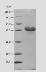 Plant CDC48 protein