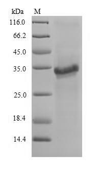 Insect pmp20 protein