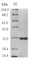 Plant MALD3 protein