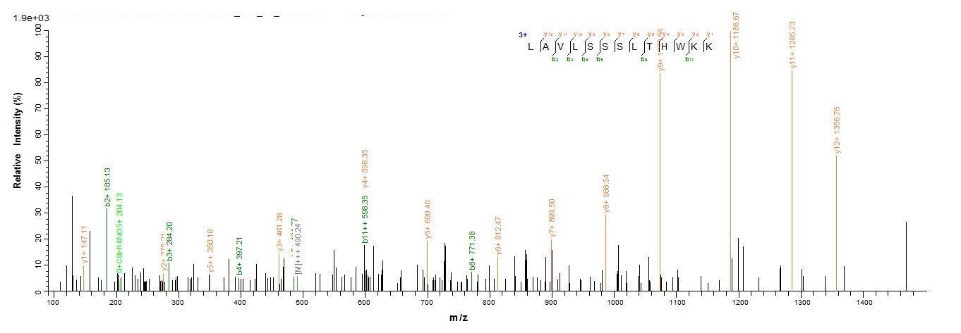 Human LAMTOR1 protein