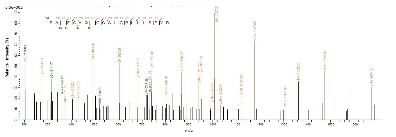 Mouse Loxl4 protein