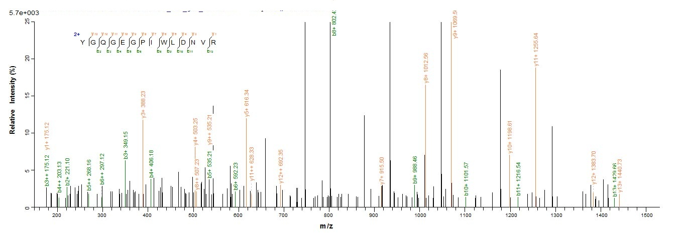 Mouse Loxl4 protein