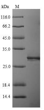 Human LILRA5 protein