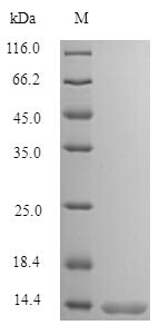 Human SFTA3 protein
