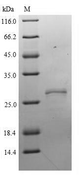 Human NXPH2 protein