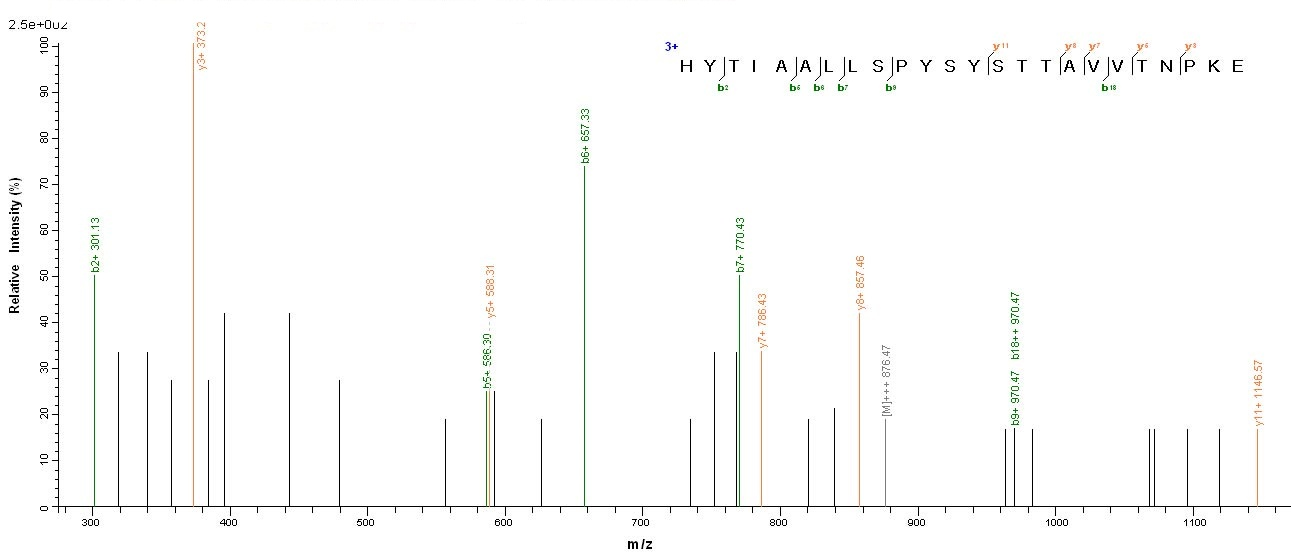 Monkey Transthyretin protein