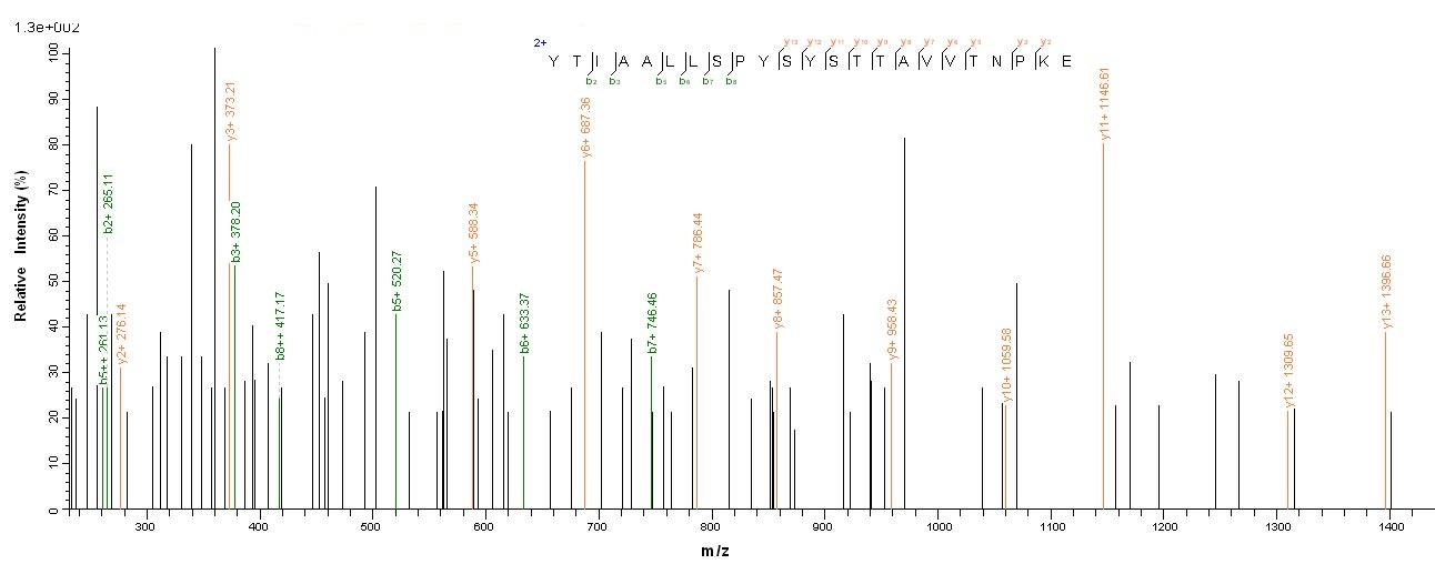Monkey Transthyretin protein
