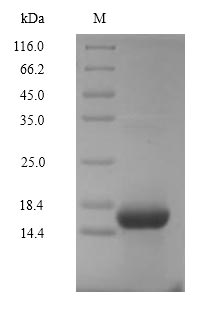 Human C5a protein