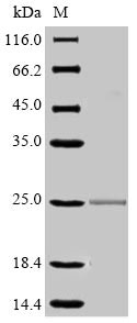Mouse Fcgr3 protein