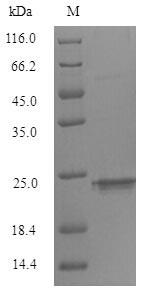Mouse Trem2 protein