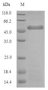 Bovine PTX3 protein
