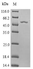 Bacterial aroA protein