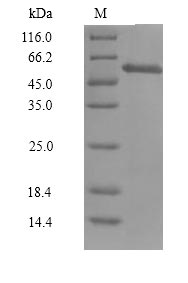 Human CCNA1 protein