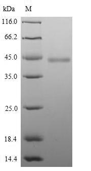Mouse Hapln1 protein
