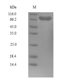 Human PLK1 protein