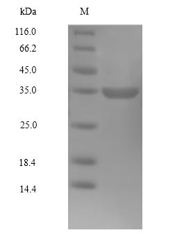 Human CDK4 protein