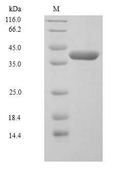 Human MAP2K6 protein