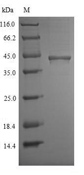 Mouse Chid1 protein
