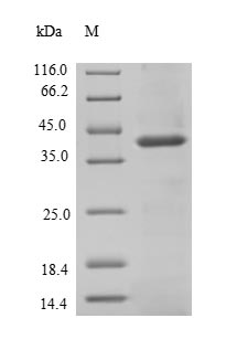 Human SIRPB1 protein