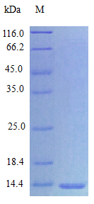 Human IL15 protein (Active)