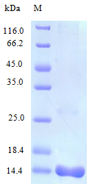 Human IL16 protein (Active)