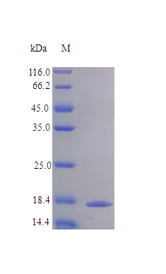 Human IL1 alpha protein (Active)