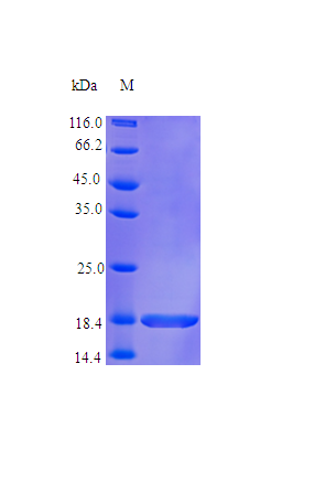 Human IL36G protein (Active)