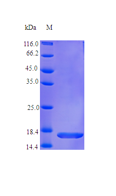 Human IL36G protein (Active)