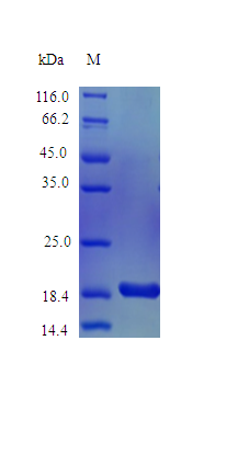 Monkey IL1 alpha protein (Active)