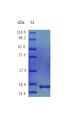 Monkey IL1B protein (Active)