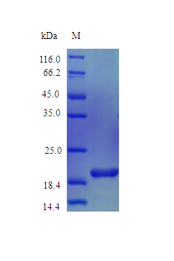 Mouse IL36B protein (Active)