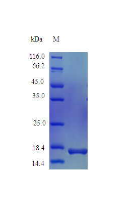 Mouse IL36B protein (Active)