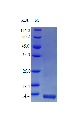 Monkey IL13 protein (Active)