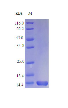 Mouse IL3 protein (Active)