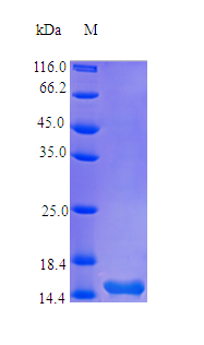 Human TSLP protein (Active)