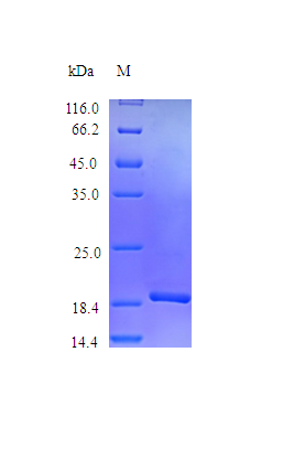 Mouse CSF3 protein (Active)