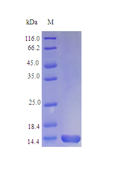 Mouse CSF2 protein (Active)