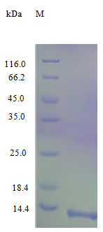 Human CCL17 protein (Active)