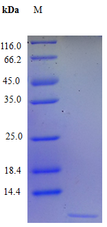 Human CXCL3 protein (Active)