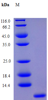 Human PLF4 protein (Active)