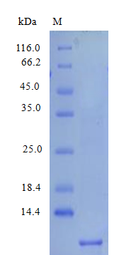 Human CXCL7 protein (Active)