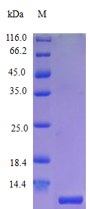 Human CXL10 protein (Active)
