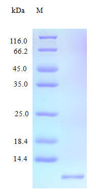 Human CXL11 protein (Active)