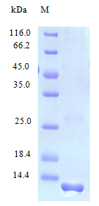 Human XCL1 protein (Active)