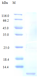 Human X3CL1 protein (Active)