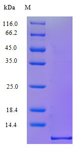 Human CCL1 protein (Active)