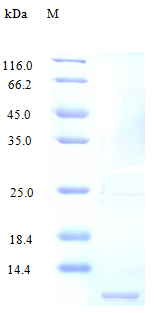 Human CL3L1 protein (Active)