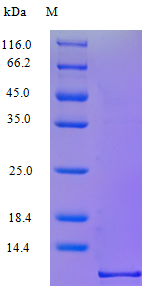 Human CCL3 protein (Active)