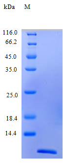 Human CCL4 protein (Active)