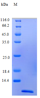 Human CCL11 protein (Active)